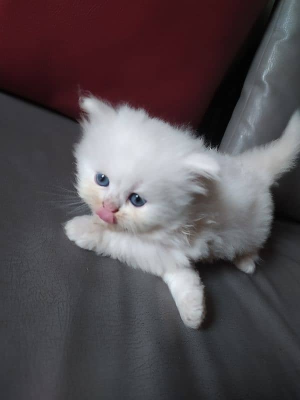 Persian kittens / cat 0