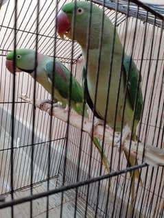 Raw parrot pair  03032293774