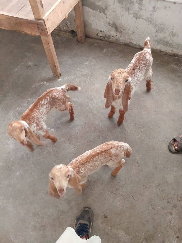 Goats set up for Sale. Male 01 and 05 Female 02 babies. 12