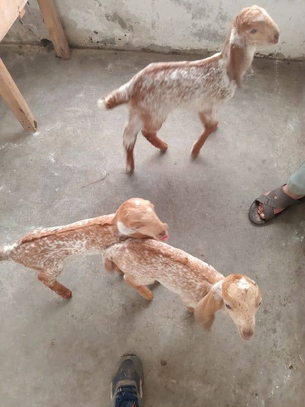 Goats set up for Sale. Male 01 and 05 Female 02 babies. 13