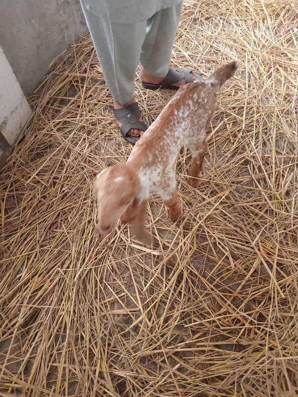 Goats set up for Sale. Male 01 and 05 Female 02 babies. 15