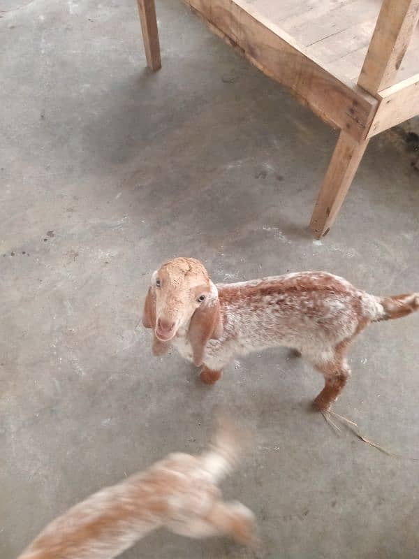 Goats set up for Sale. Male 01 and 05 Female 02 babies. 16