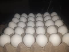 Eggs 59g 60g 810 tray rate contact number 03185368339