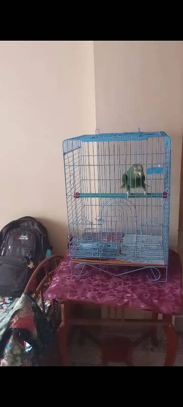 Amozon parrot for sell 2