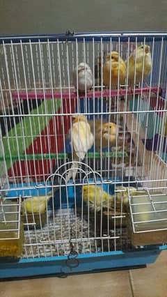 canari