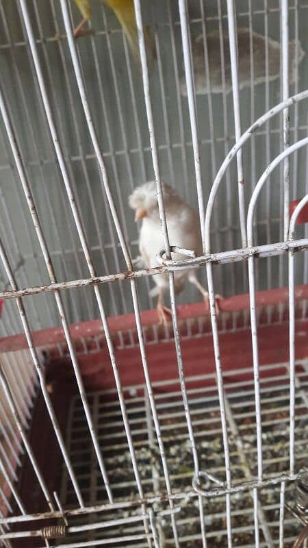 canari for sale 1