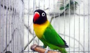 love bird