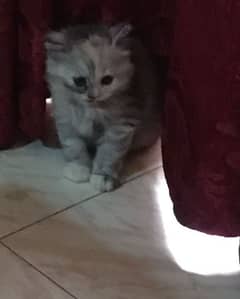 grey Persian kitten for sale