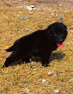 black German shepherd long coat