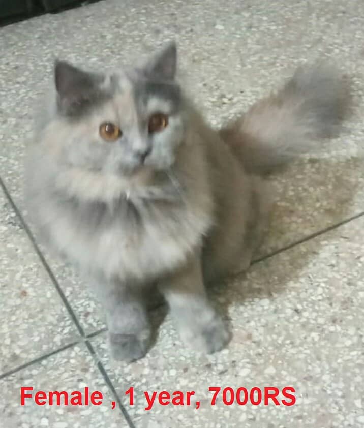 Grey female cat pure (Persian) , 1 year age 0