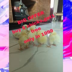 light susex chicks