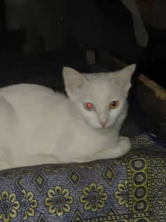 03296399155 Russian cat