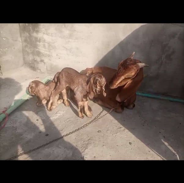 Nagri female with 2 baby females 0