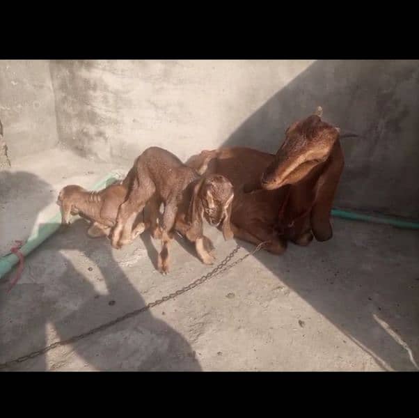 Nagri female with 2 baby females 1