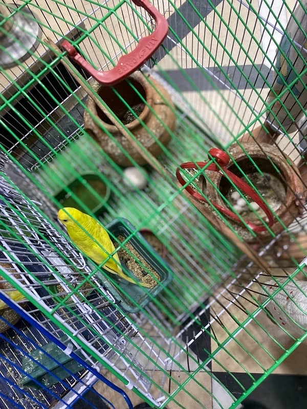 astralian parrots with babies and eggs 3