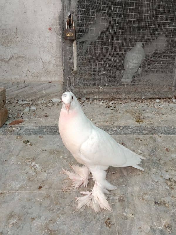 Pigeon pom gubara chick 1