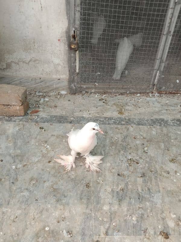 Pigeon pom gubara chick 2