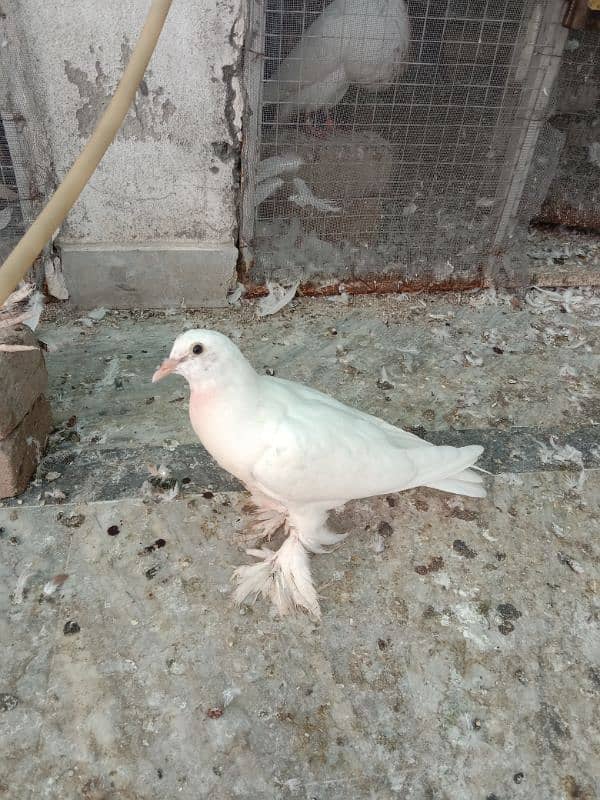 Pigeon pom gubara chick 3