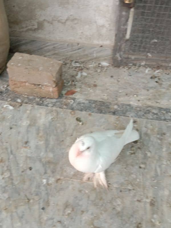 Pigeon pom gubara chick 5