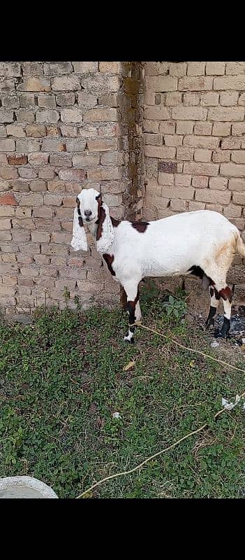 Goat for sale 2