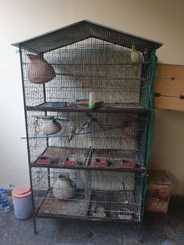 ALBINO  BLACK EYE  pair with three portion cage 2