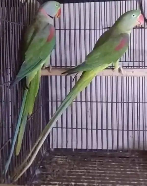 Kashmiri Raw breeder pair 0