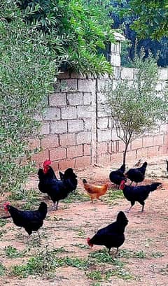 Australorp breeder rosters fr sale