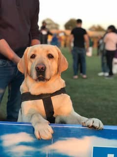 Golden Labrador For Sale