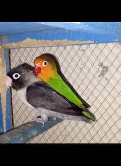 Love bird