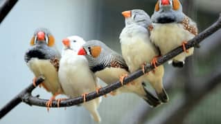 Zebra Finches Available