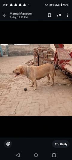 Labrador Female for sale