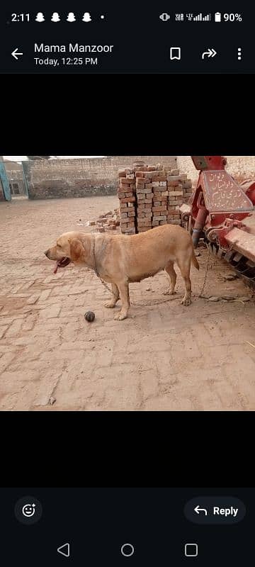 Labrador Female for sale 0