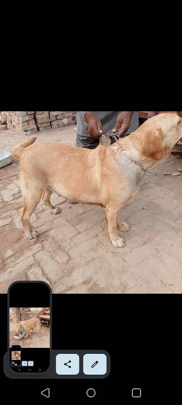 Labrador Female for sale 1