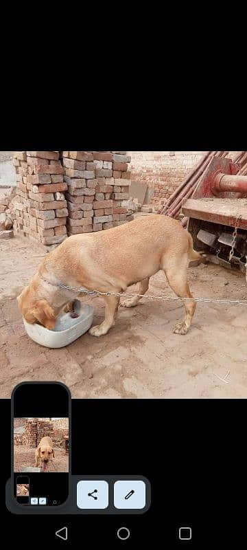 Labrador Female for sale 2