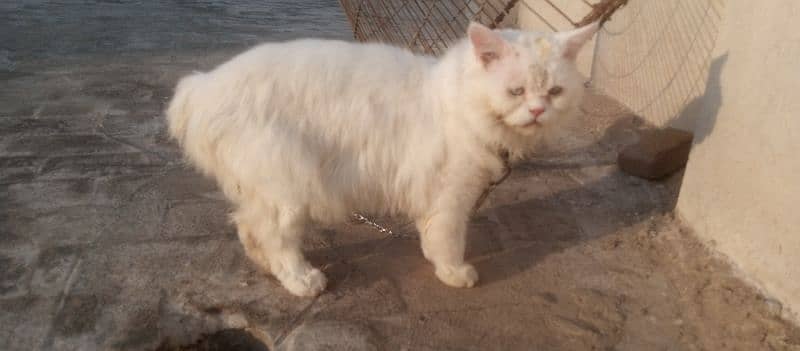 Persian cat double coat 1