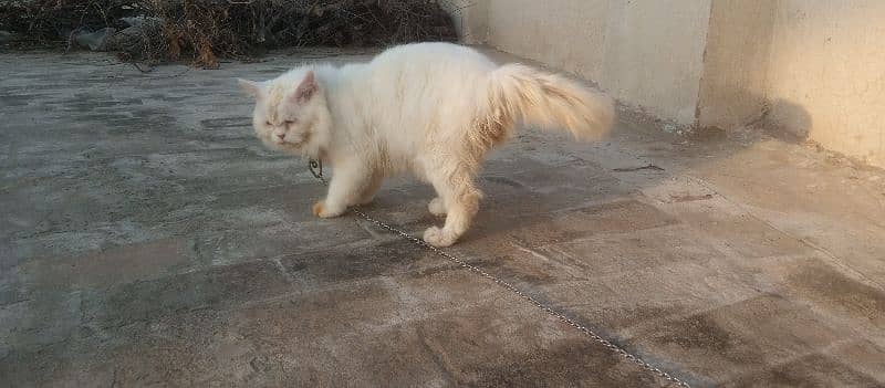 Persian cat double coat 2