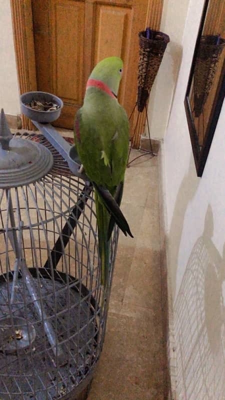 Raw parrot for sale 2