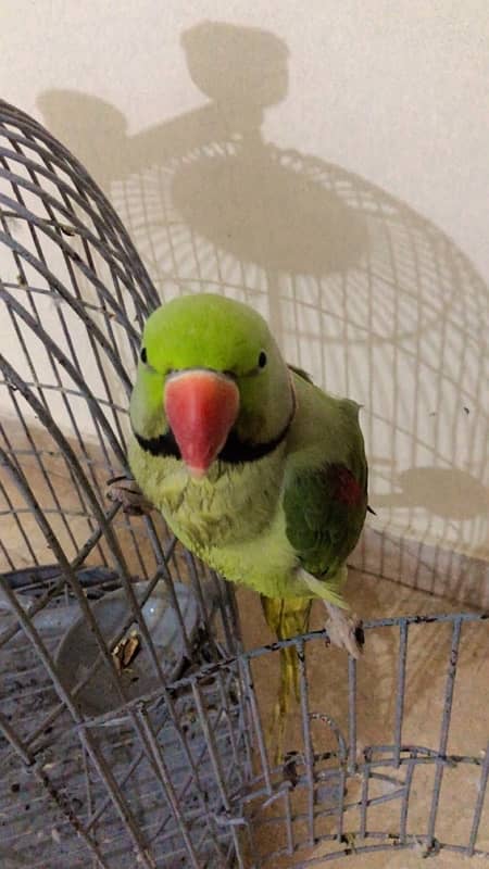 Raw parrot for sale 3