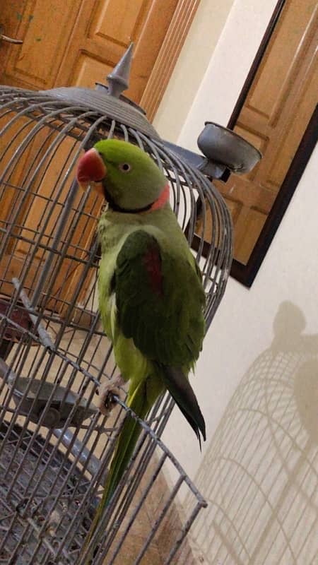 Raw parrot for sale 4