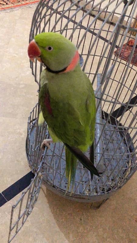 Raw parrot for sale 5