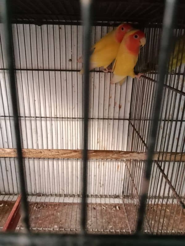 Lutino, cockatiel, albino black eyea 1