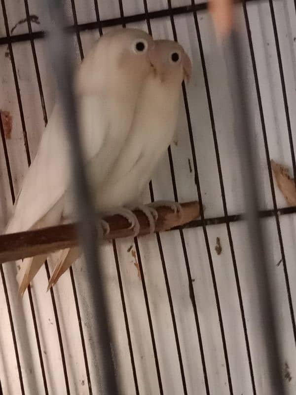 Lutino, cockatiel, albino black eyea 5