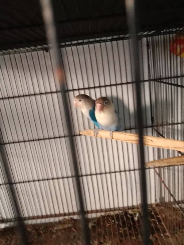 Lutino, cockatiel, albino black eyea 6