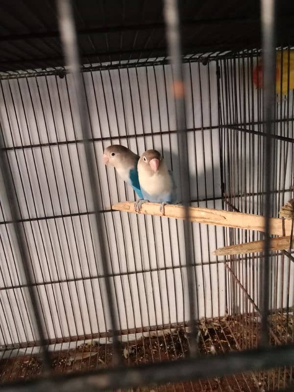 Lutino, cockatiel, albino black eyea 8