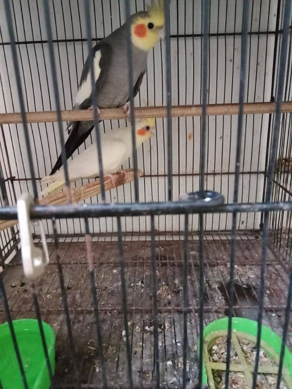 Lutino, cockatiel, albino black eyea 9