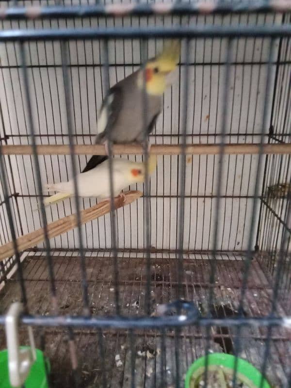 Lutino, cockatiel, albino black eyea 11