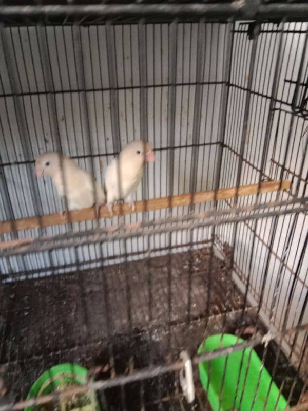 Lutino, cockatiel, albino black eyea 12