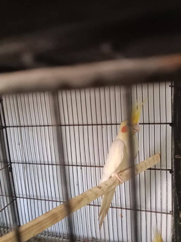 Lutino, cockatiel, albino black eyea 14