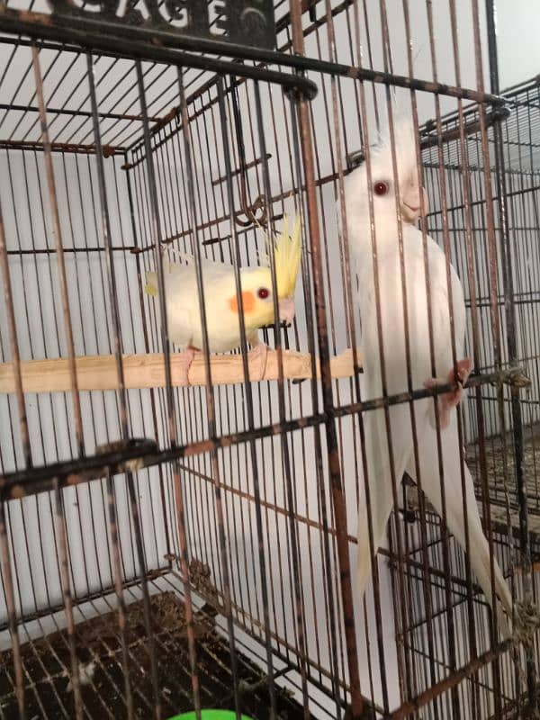 Lutino, cockatiel, albino black eyea 15