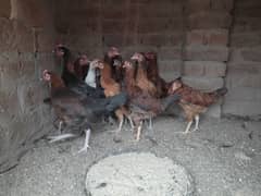 Desi Breed Desi Chicken Desi murga Desi Golden Misri Chicken